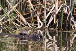 IMG_4995