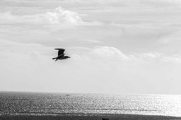 IMG_5226