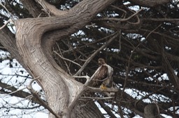 IMG_5260.jpg