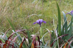 IMG_5272.jpg