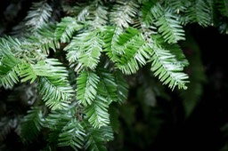 IMG_6211