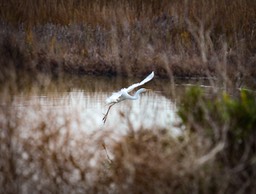 IMG_6603