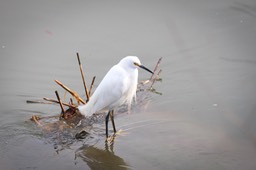 IMG_6607