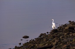 IMG_6638