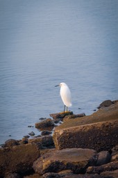 IMG_6642