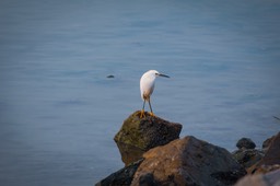 IMG_6681