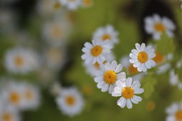 IMG_6706