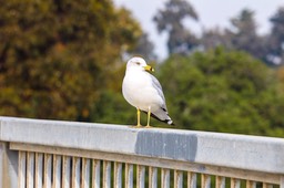 IMG_6709