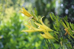 IMG_6772