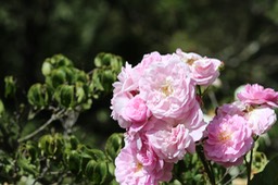 IMG_6791