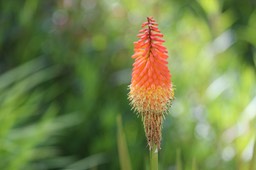 IMG_6794