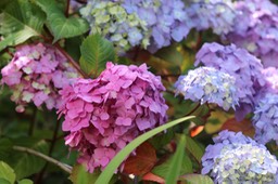 IMG_6800