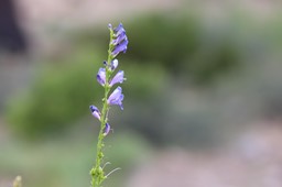 IMG_6880