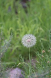 IMG 7000