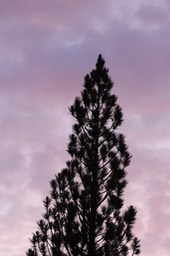 IMG 7035
