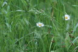 IMG_7054