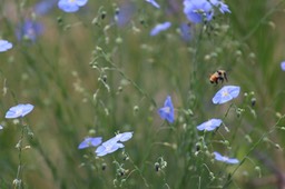IMG_7082