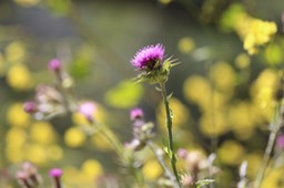 IMG_7449.jpg