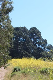IMG_7452.jpg