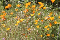 IMG_7471.jpg