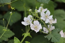 IMG_7480.jpg