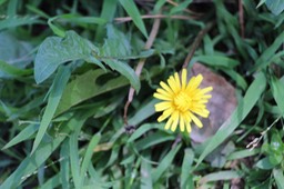 IMG_7482.jpg