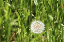 IMG_7485.jpg