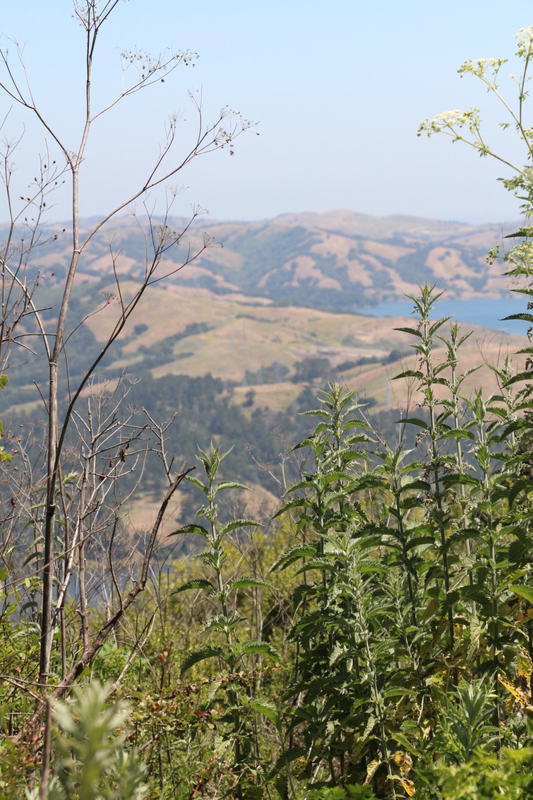 IMG_7498.jpg