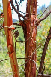 IMG_8019-2