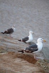 IMG_8272.jpg