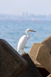 IMG_8780