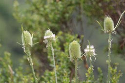IMG_9086