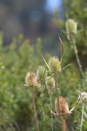 IMG_9091