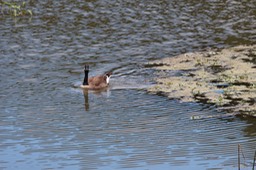 IMG_9145.jpg