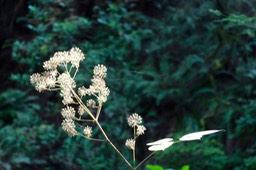 IMG_9207.jpg