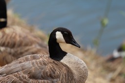 IMG_9229.jpg