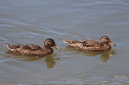 IMG_9266.jpg
