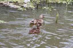 IMG_9268.jpg