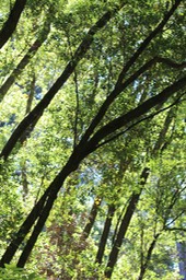 IMG_9332.jpg
