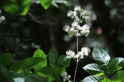 IMG_9334.jpg