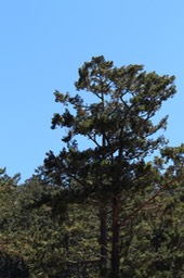 IMG_9336.jpg