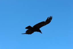 IMG_9373.jpg