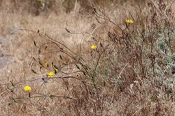 IMG_9387.jpg