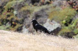 IMG_9398.jpg