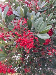 IMG_9529