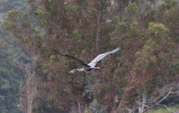 IMG_9768.jpg