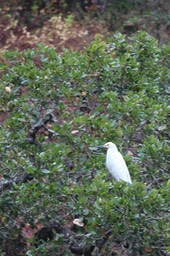 IMG_9772.jpg