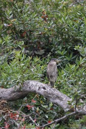 IMG_9778.jpg