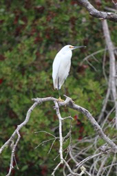 IMG_9779.jpg