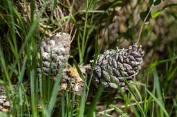 IMG_9781